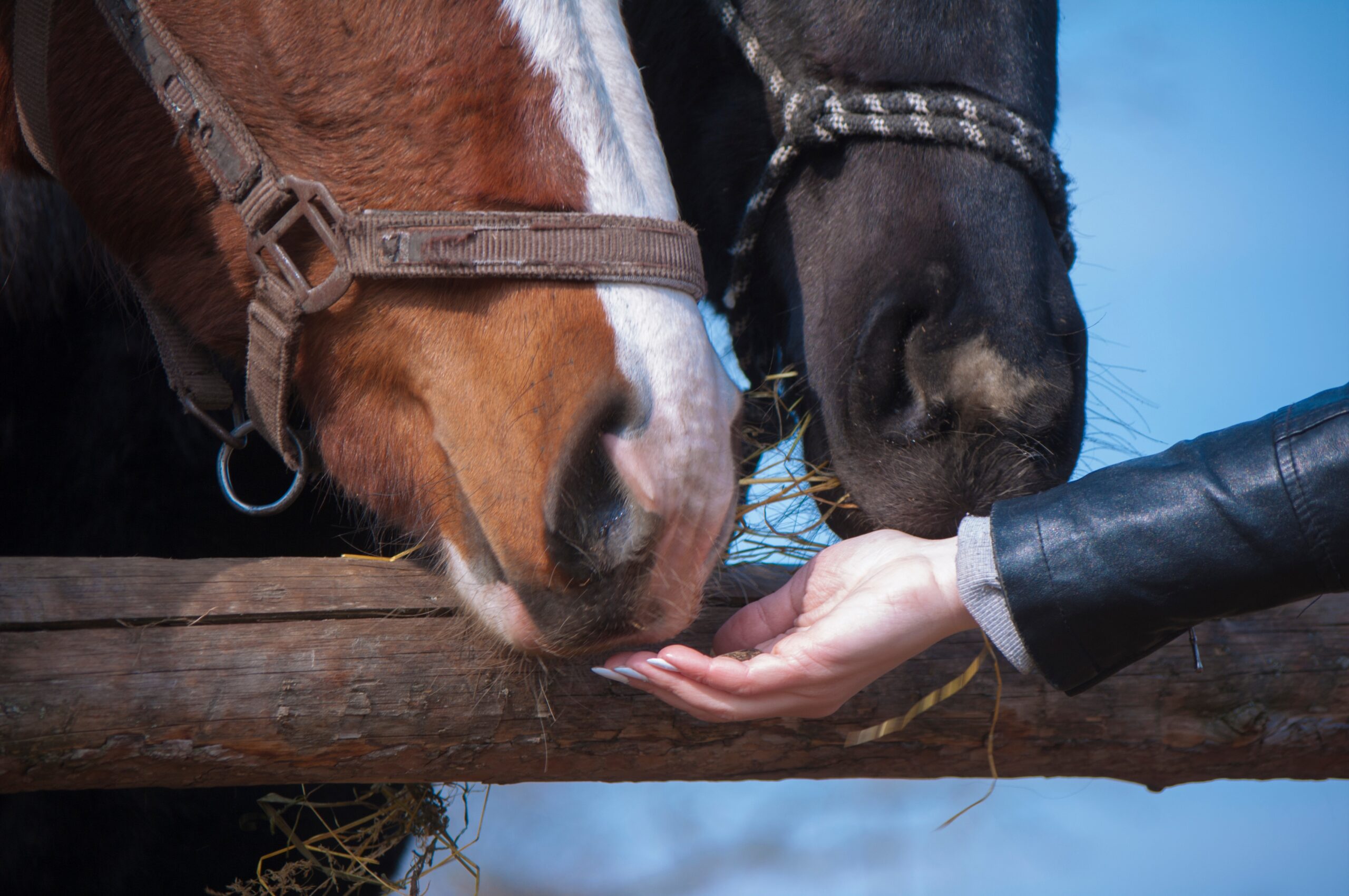 Internationale handel in topsportpaarden